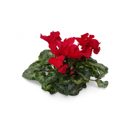 CYCLAMEN M14